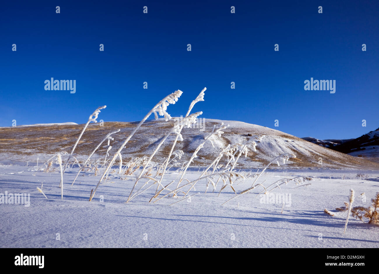 Yellowstone Park Ranger High Resolution Stock Photography and Images ...
