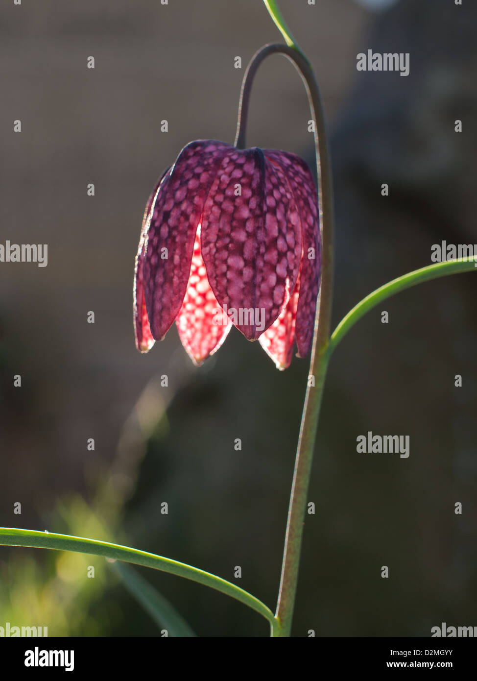 Fritillaria meleagris  Snake's Head Fritillary clearly showing the chequered pattern that gives the flower it's name. Stock Photo
