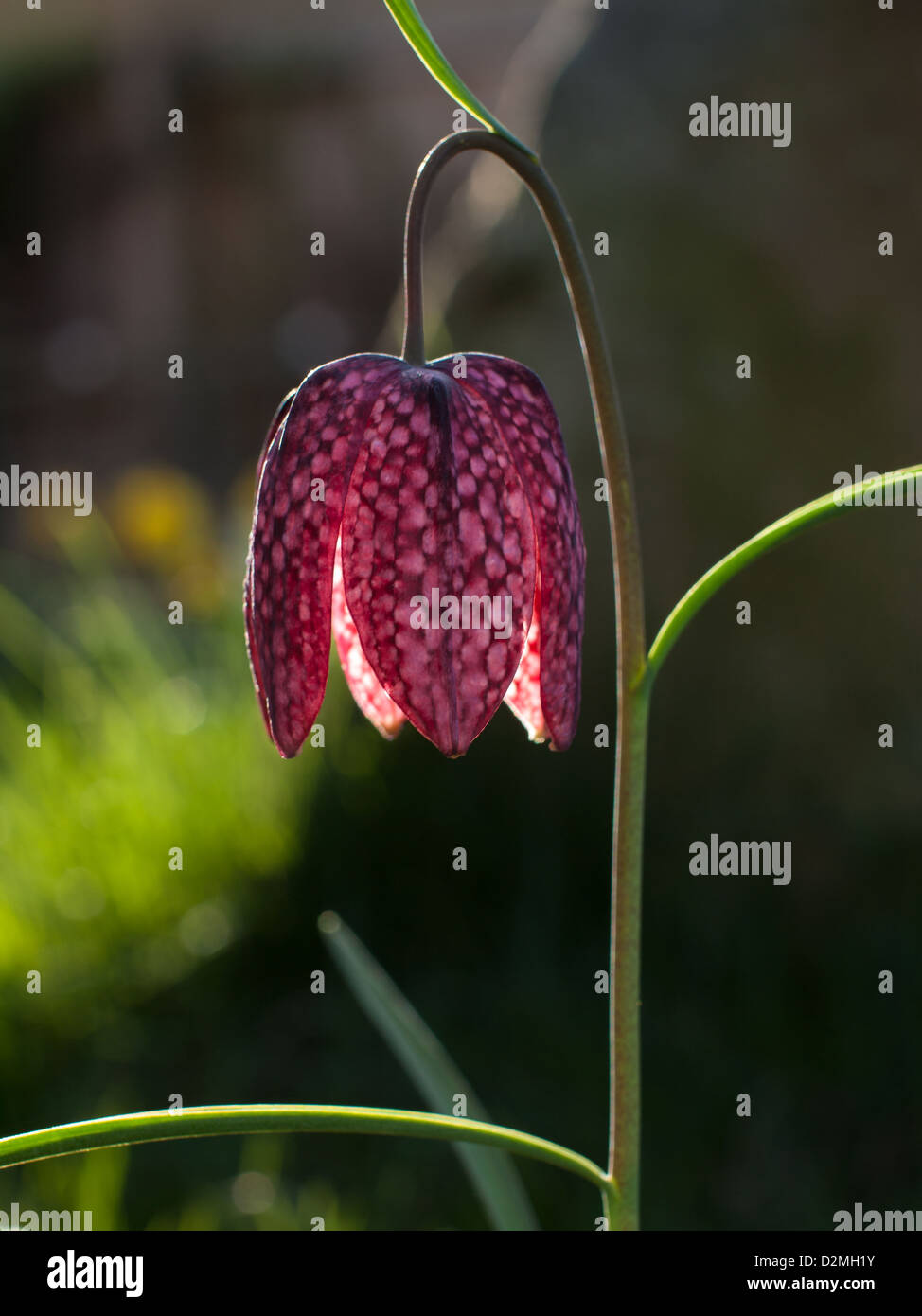 Fritillaria meleagris  Snake's Head Fritillary clearly showing the chequered pattern that gives the flower it's name. Stock Photo