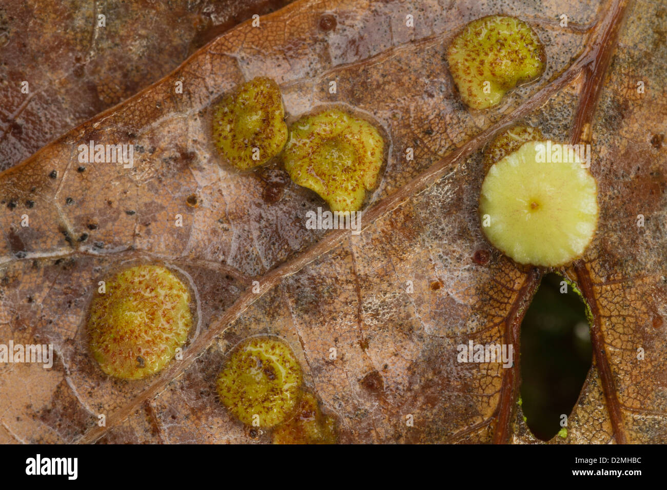 Oak Spangle Galls, (Neuroterus quercusbaccarum), on Oak leaf, (Quercus robur), Warwickshire, England, November Stock Photo