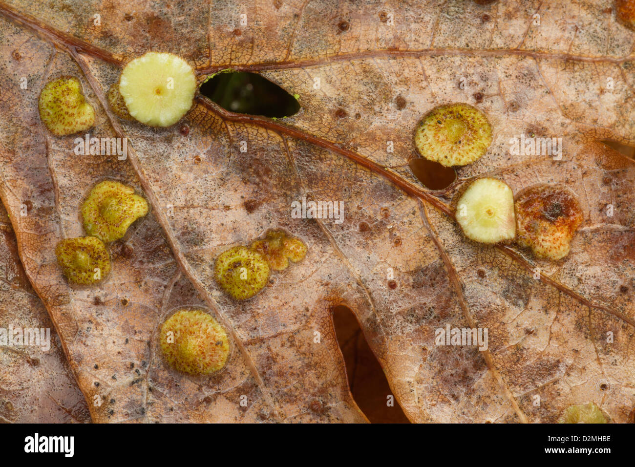 Oak Spangle Galls, (Neuroterus quercusbaccarum), on Oak leaf, (Quercus robur), Warwickshire, England, November Stock Photo