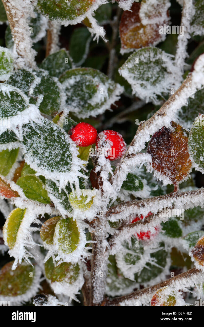 A few surviving berries cling on through the harsh winter Stock Photo