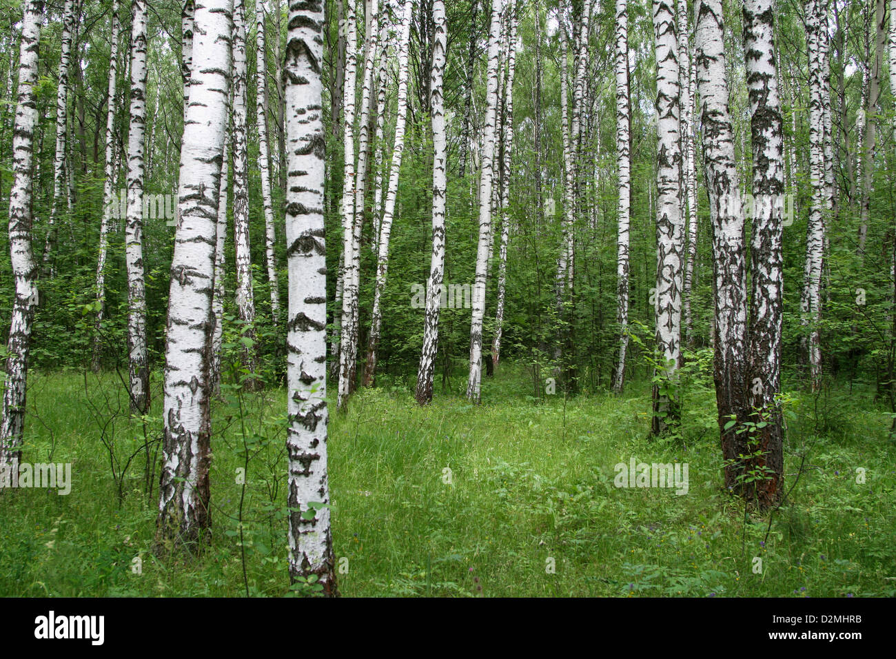 Birch trees in a summer forest Stock Photo - Alamy