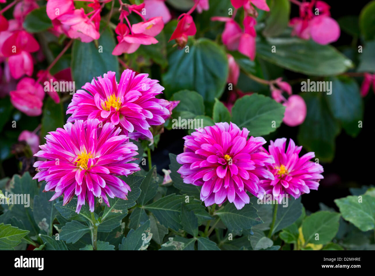 Pink flowers with green leafs hi-res stock photography and images - Alamy