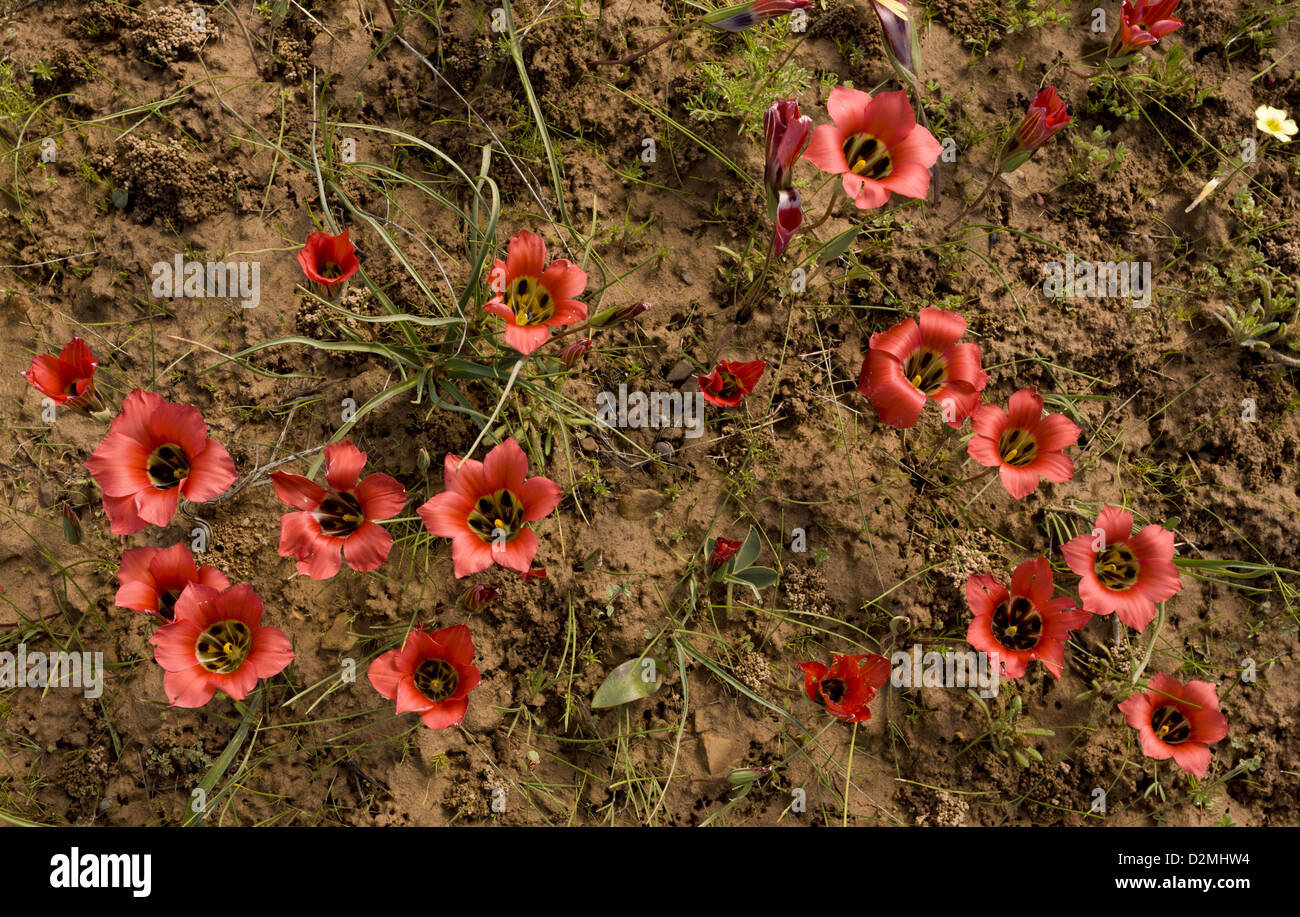 Endemic large pink 'Sand Crocus' (Romulea sabulosa) in damp clay soil near Nieuwoudtville, Northern Cape, South Africa Stock Photo