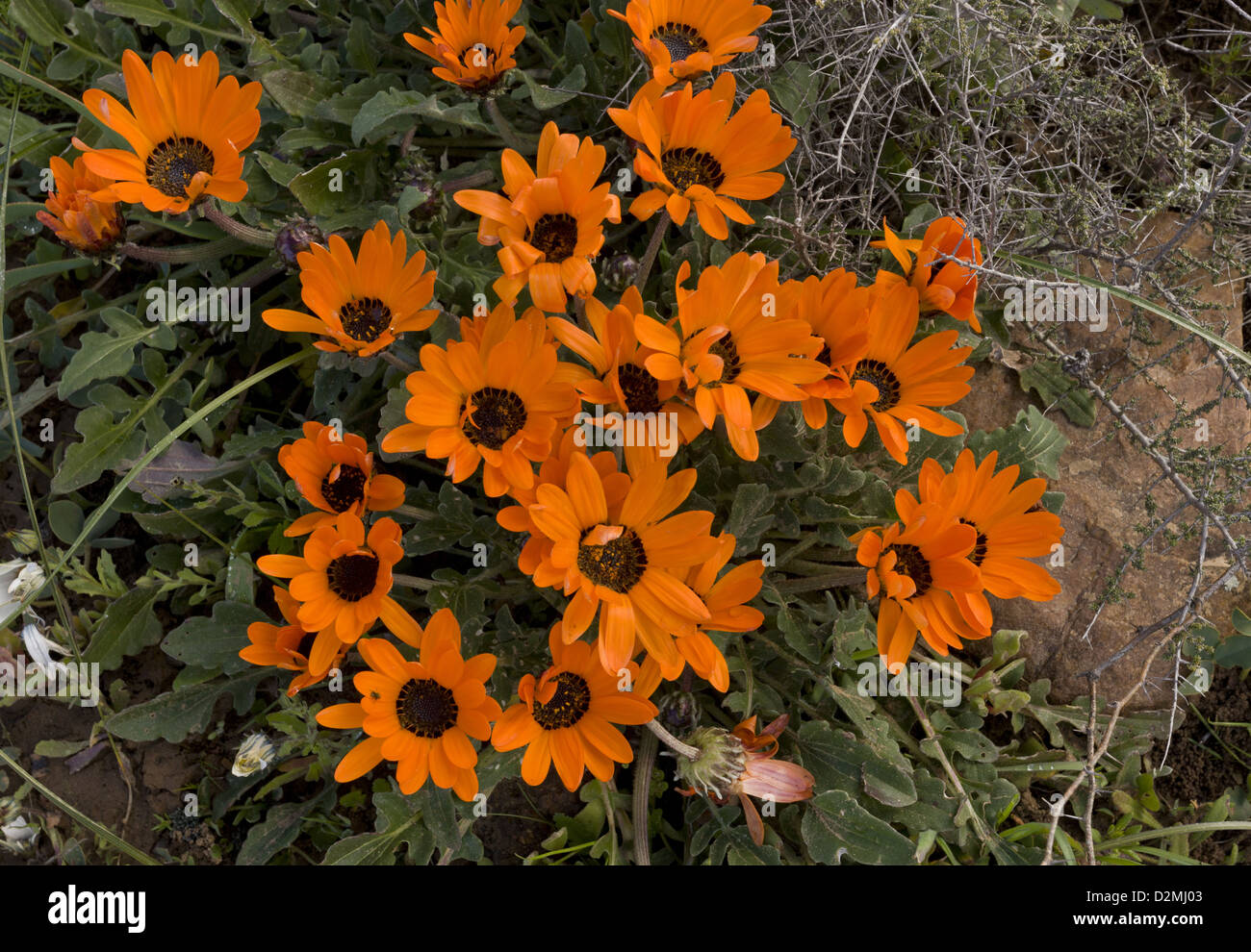 Renoster Marigold (Arctotis acaulis) in flower in damp clay soil, near Nieuwoudtville, Northern Cape, South Africa Stock Photo