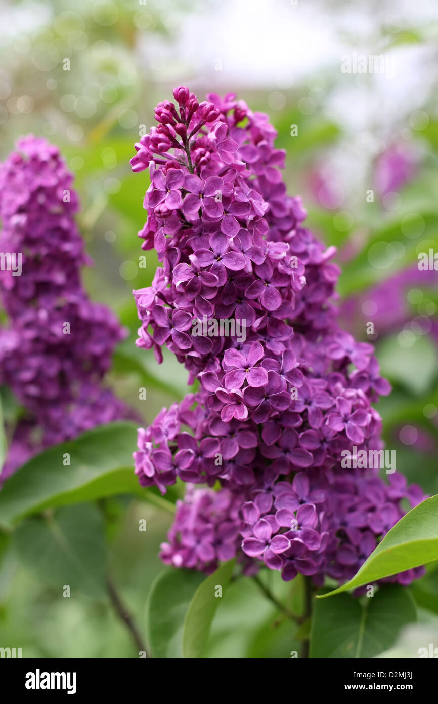 lilac flowers and beautiful bokeh Stock Photo