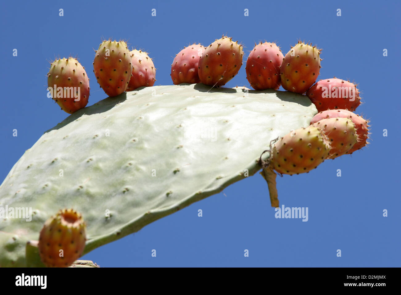 A row of Ripe prickly pears on a cactus leaf against a blue sky Stock Photo