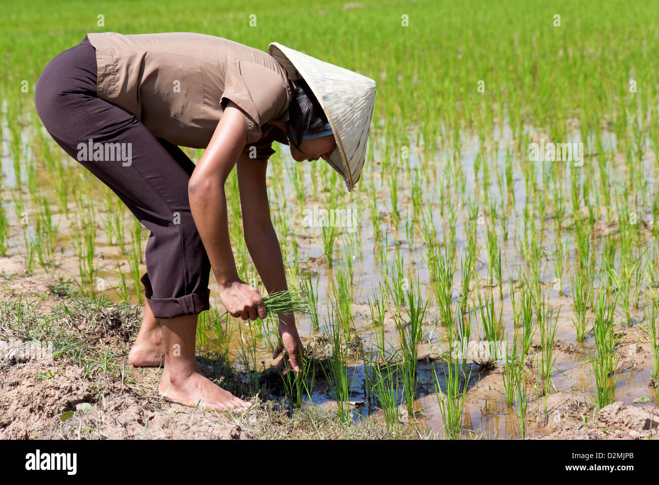 young Asian farmer in the rice field Stock Photo