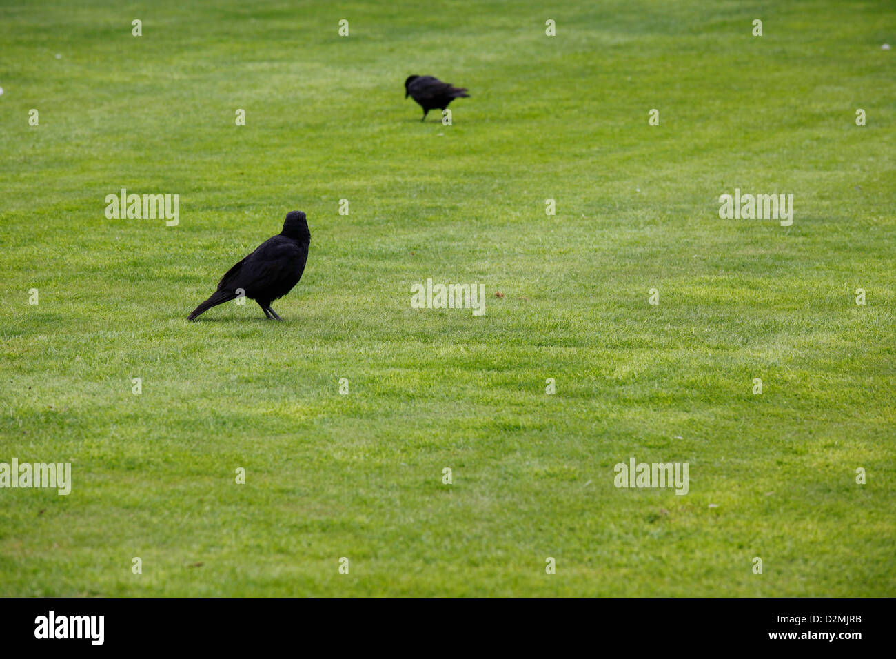 Two ravens on a green grass lawn Stock Photo Alamy