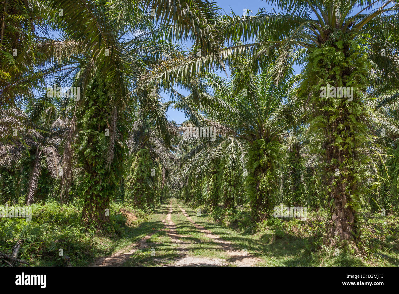 Oil palm plantation in eastern Madagascar Stock Photo