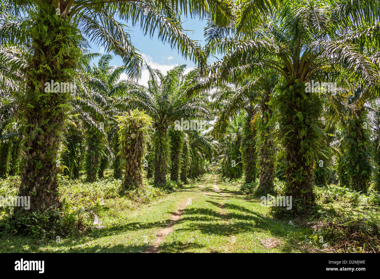 Oil palm plantation in eastern Madagascar Stock Photo