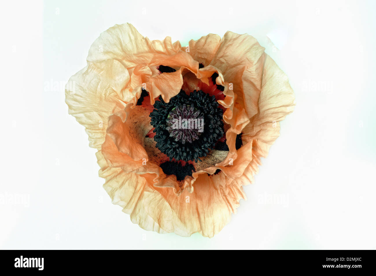 Coral pink oriental poppy [papaver orientale] isolated on a white background Stock Photo