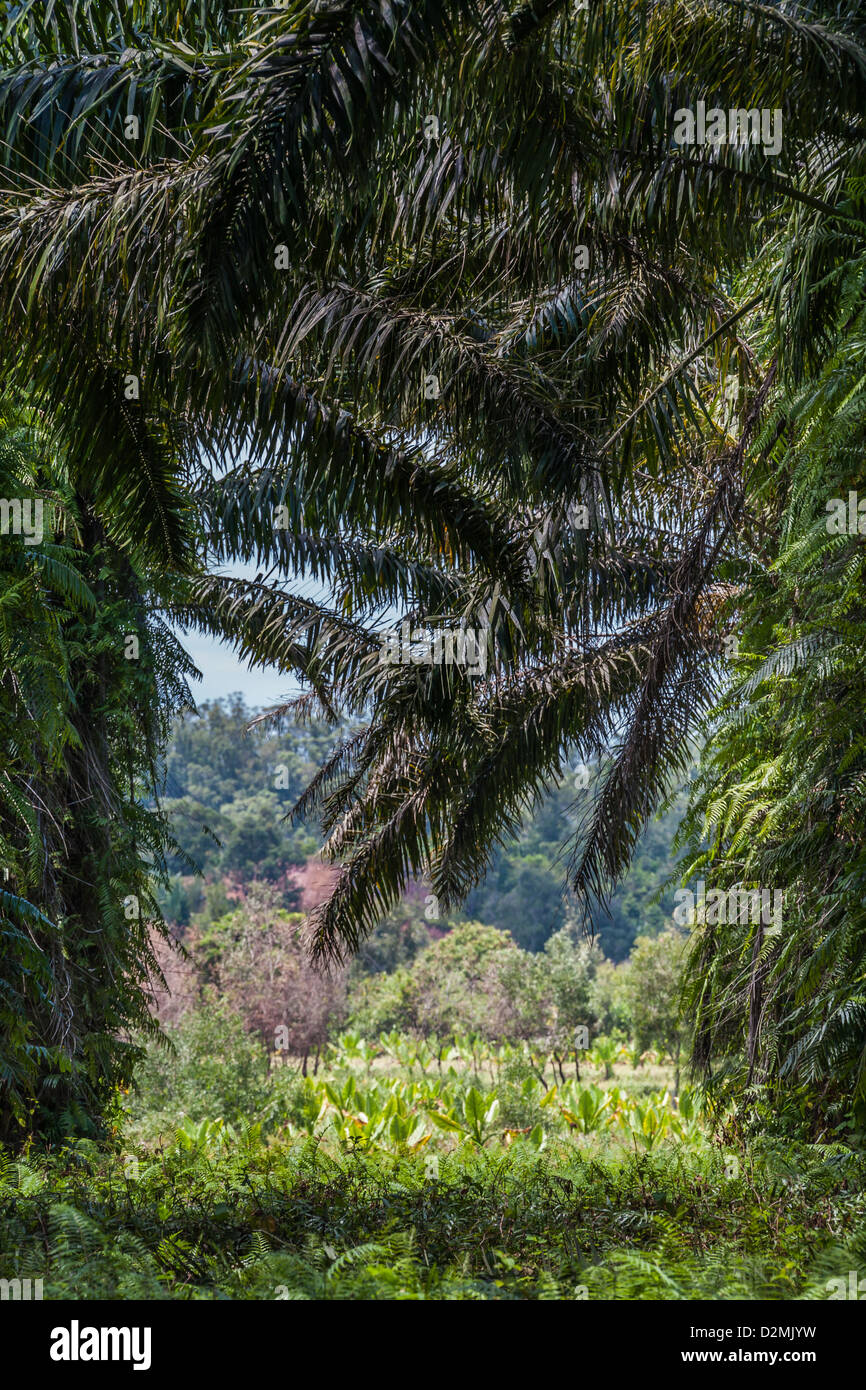 Oil palm plantation in eastern Madagascar Stock Photo