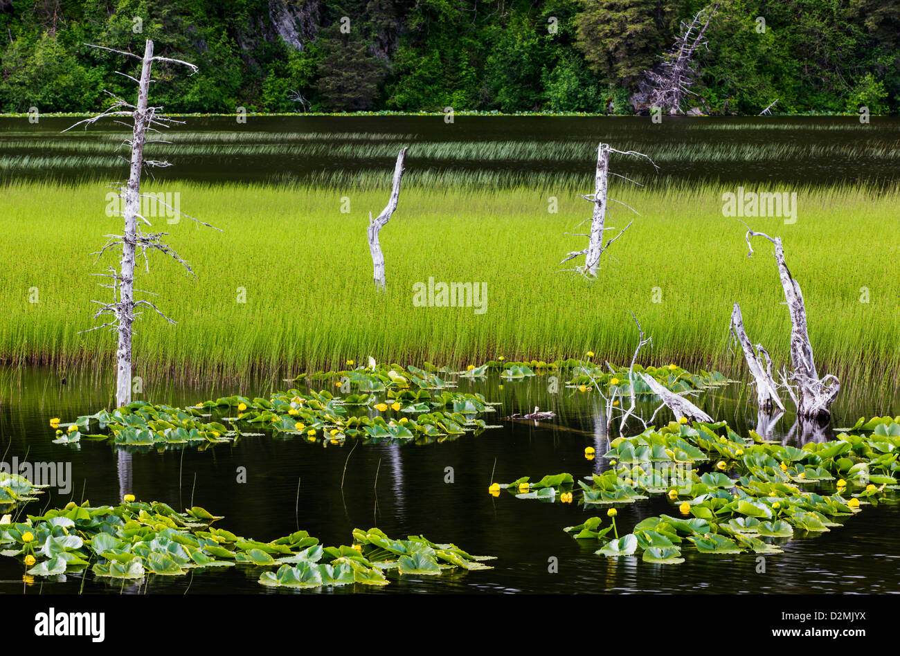 Pond Lilies (Nuphar Polysepalum) and marsh grass grow along the southern tip of Turnagain Arm