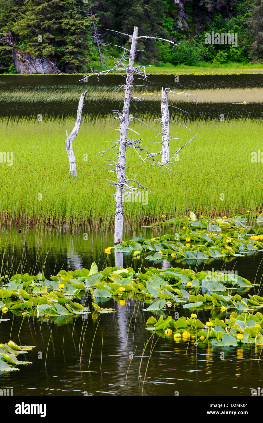 Pond Lilies (Nuphar Polysepalum) and marsh grass grow along the southern tip of Turnagain Arm