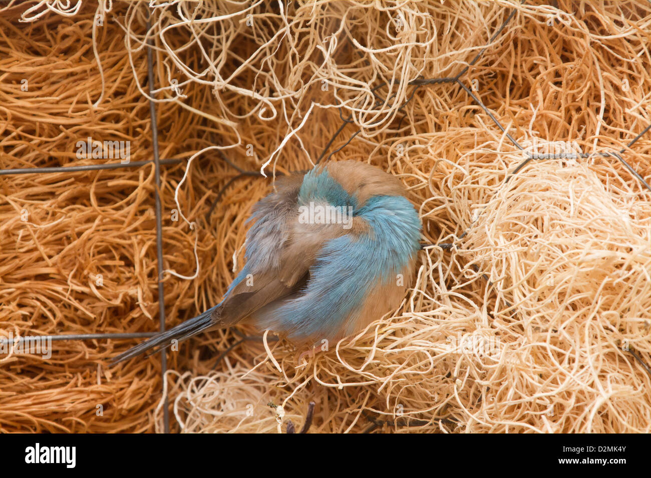 Blue-breasted Cordon-bleu finch. Uraeginthus angolensis. Head covered by wing. Photographed in captivity. Stock Photo