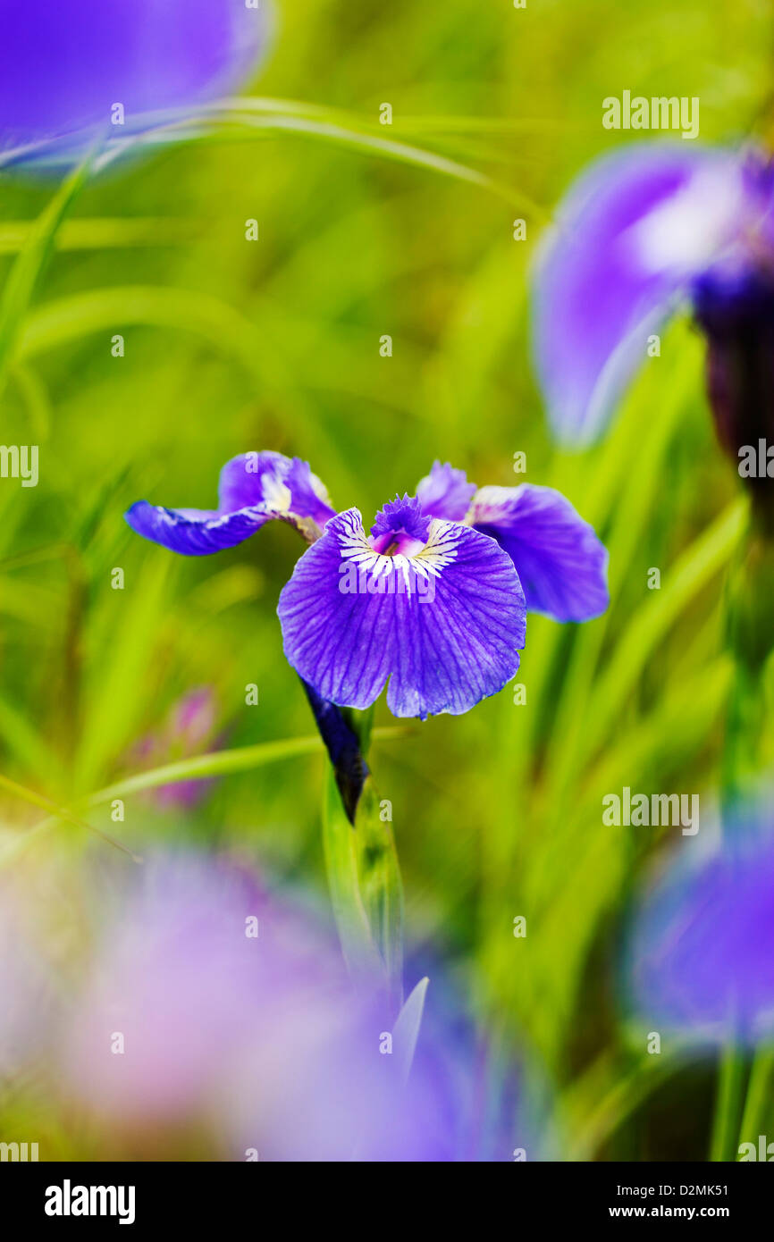 Wild Iris (Iris Setosa) grow along the southern tip of Turnagain Arm, near Portage, Alaska, USA Stock Photo