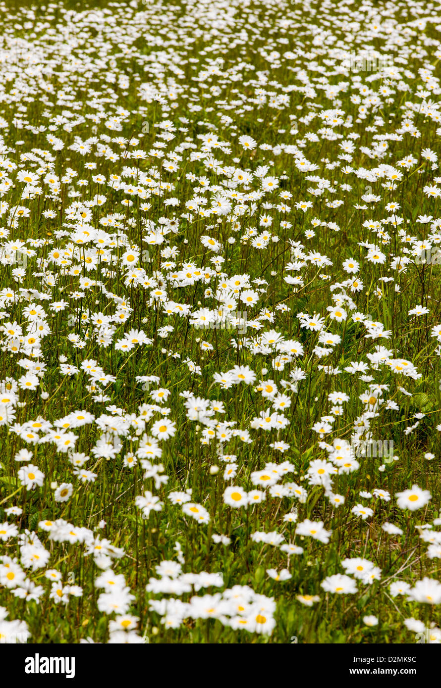 White Daisies (Asteraceae) bloom along Highway 1 near Saxton, Kenai Peninsula, Alaska, USA Stock Photo
