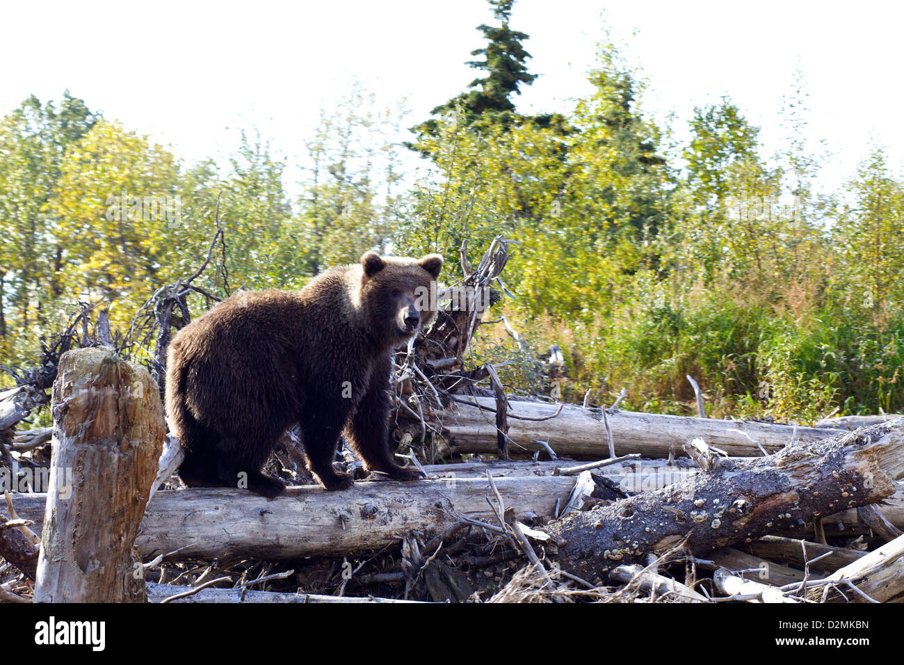 An Alaskan Grizzly watches from a log island as our boat slowly motors by in the Alaskan wilderness Stock Photo
