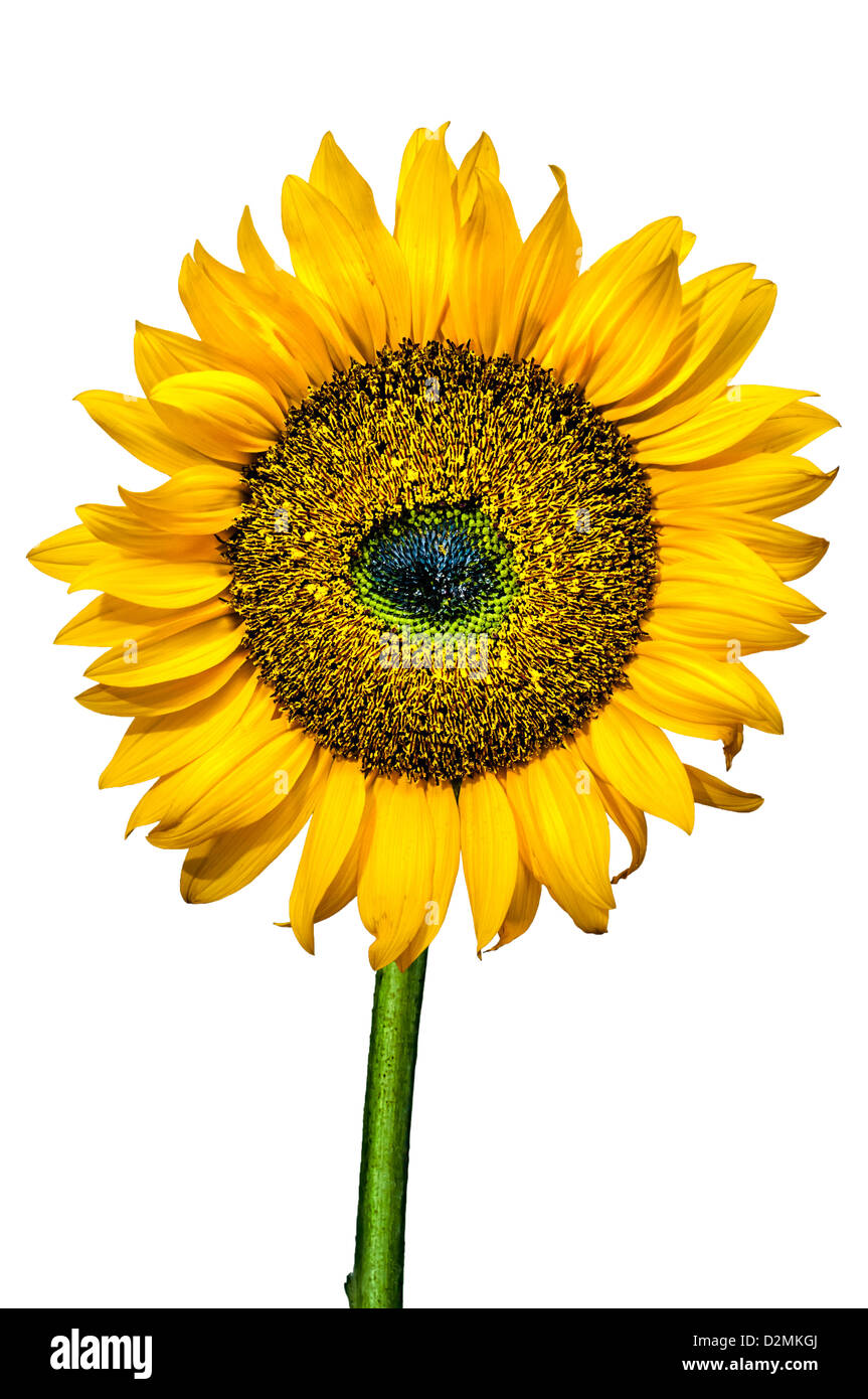 Sunflower isolated on white background Stock Photo - Alamy