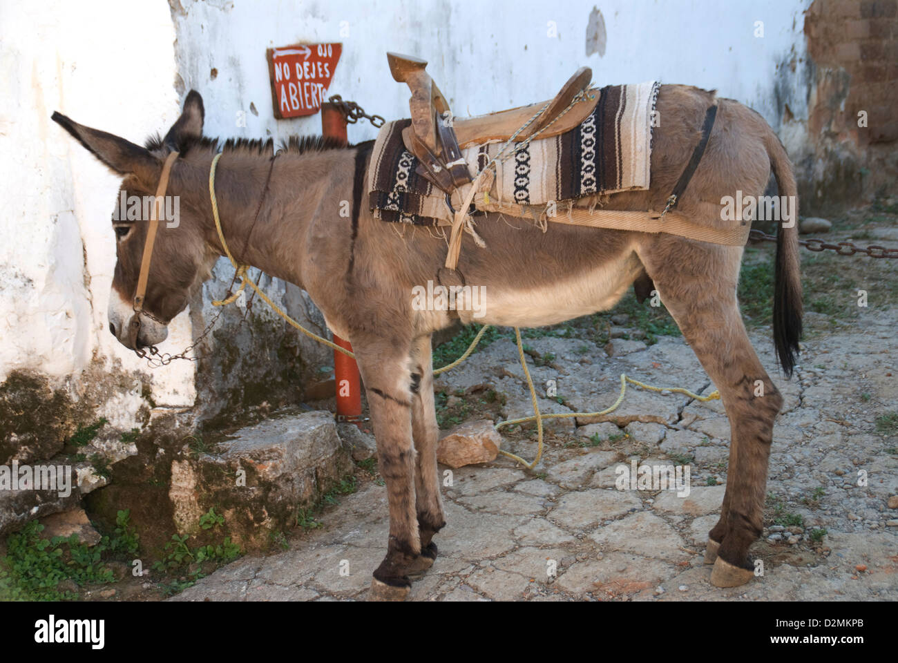 Mexico Mazatlan Sinaloa State burro tourist rides Mexican village. Stock Photo