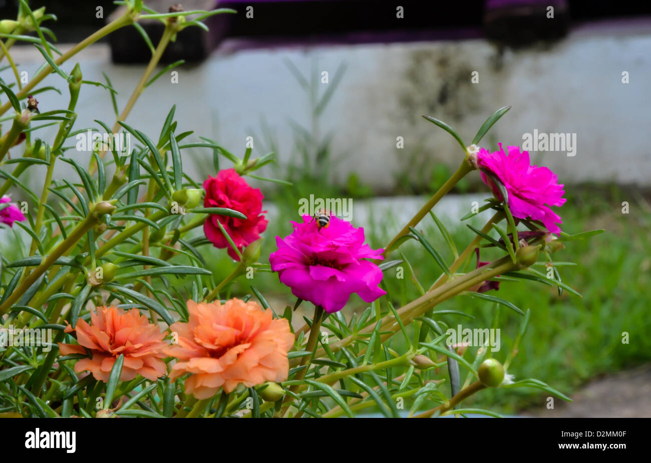 Beautiful pink flowers. Stock Photo