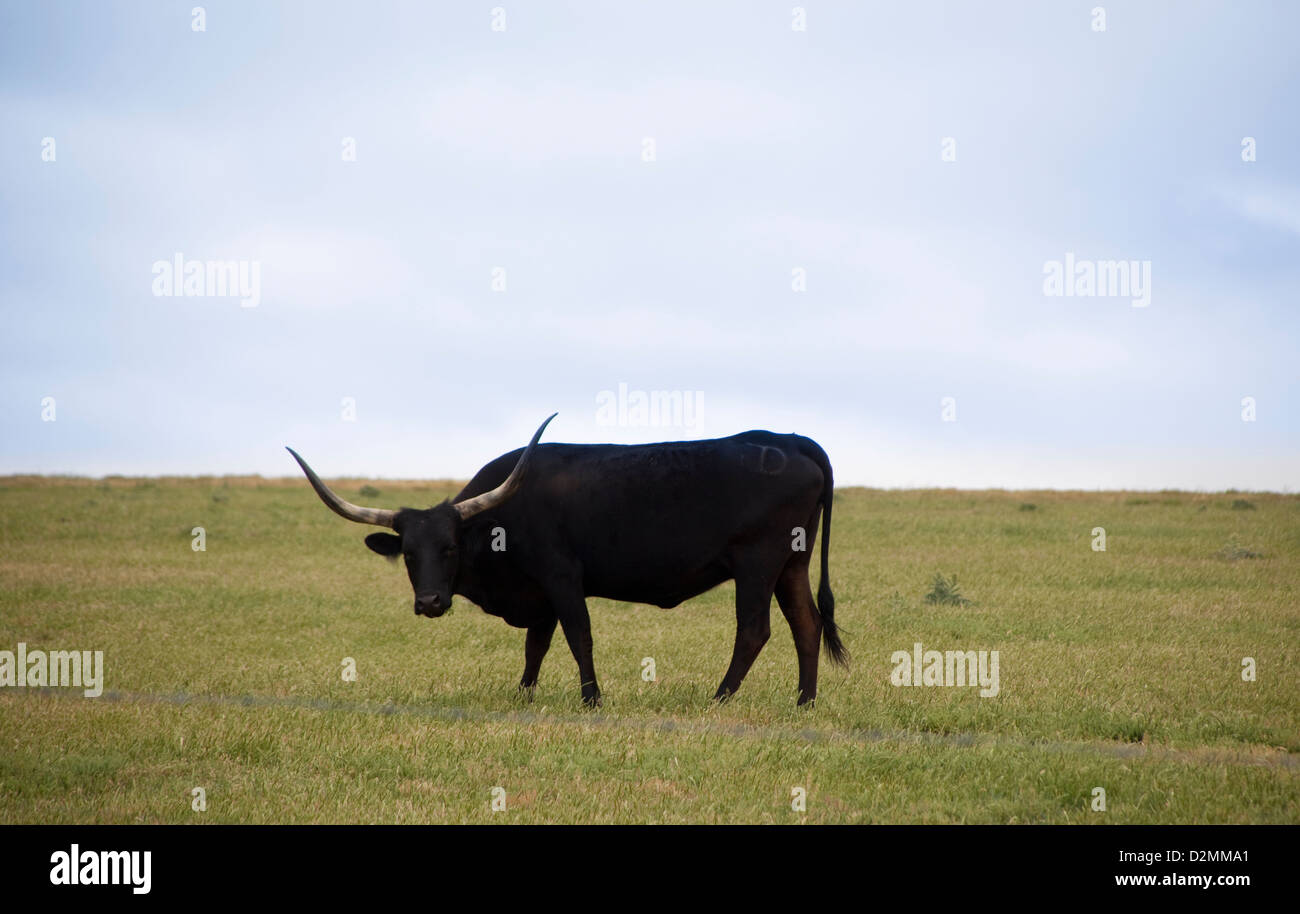 Black long horn cow in a grassy pasture Stock Photo