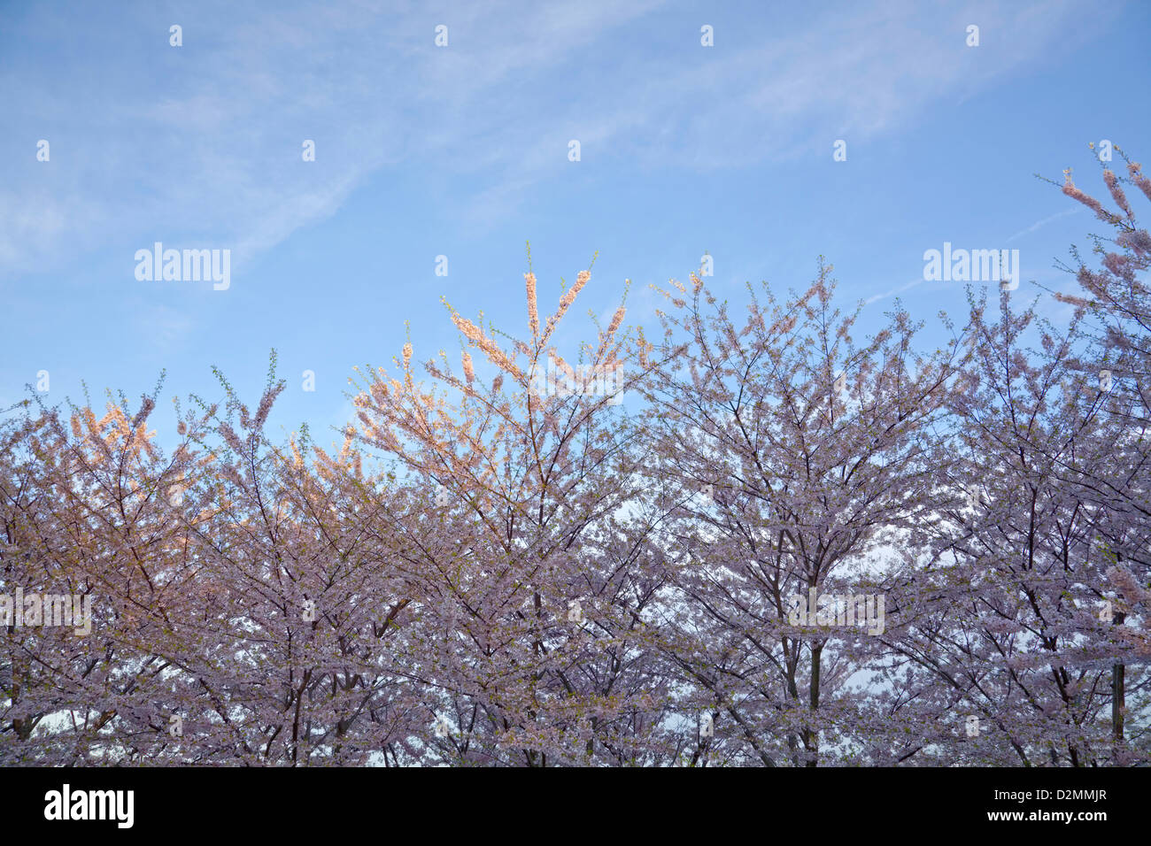 Blooming cherry trees in a park in Burlington, Ontario, Canada Stock