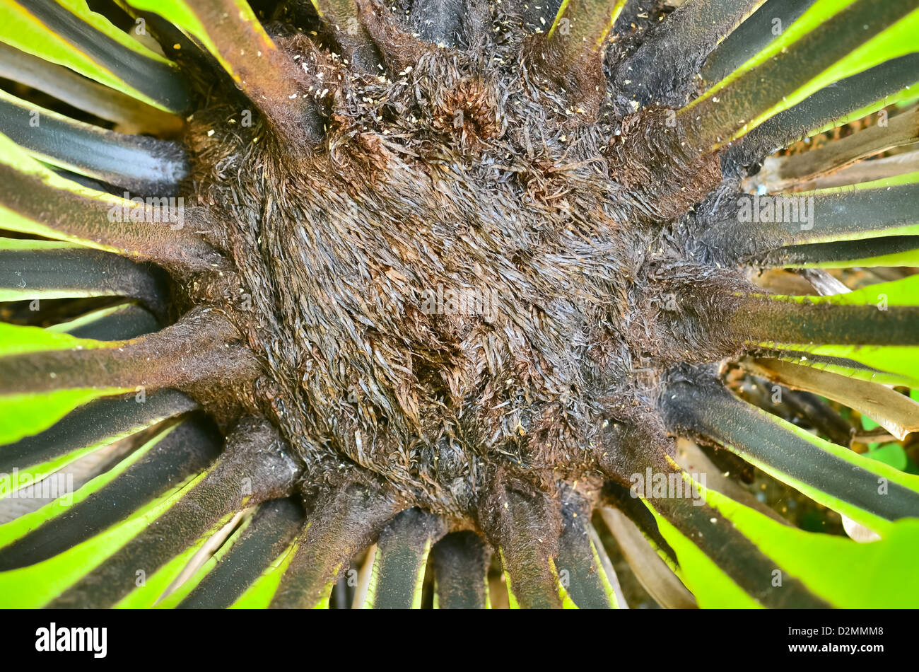 Bird s nest fern Stock Photo