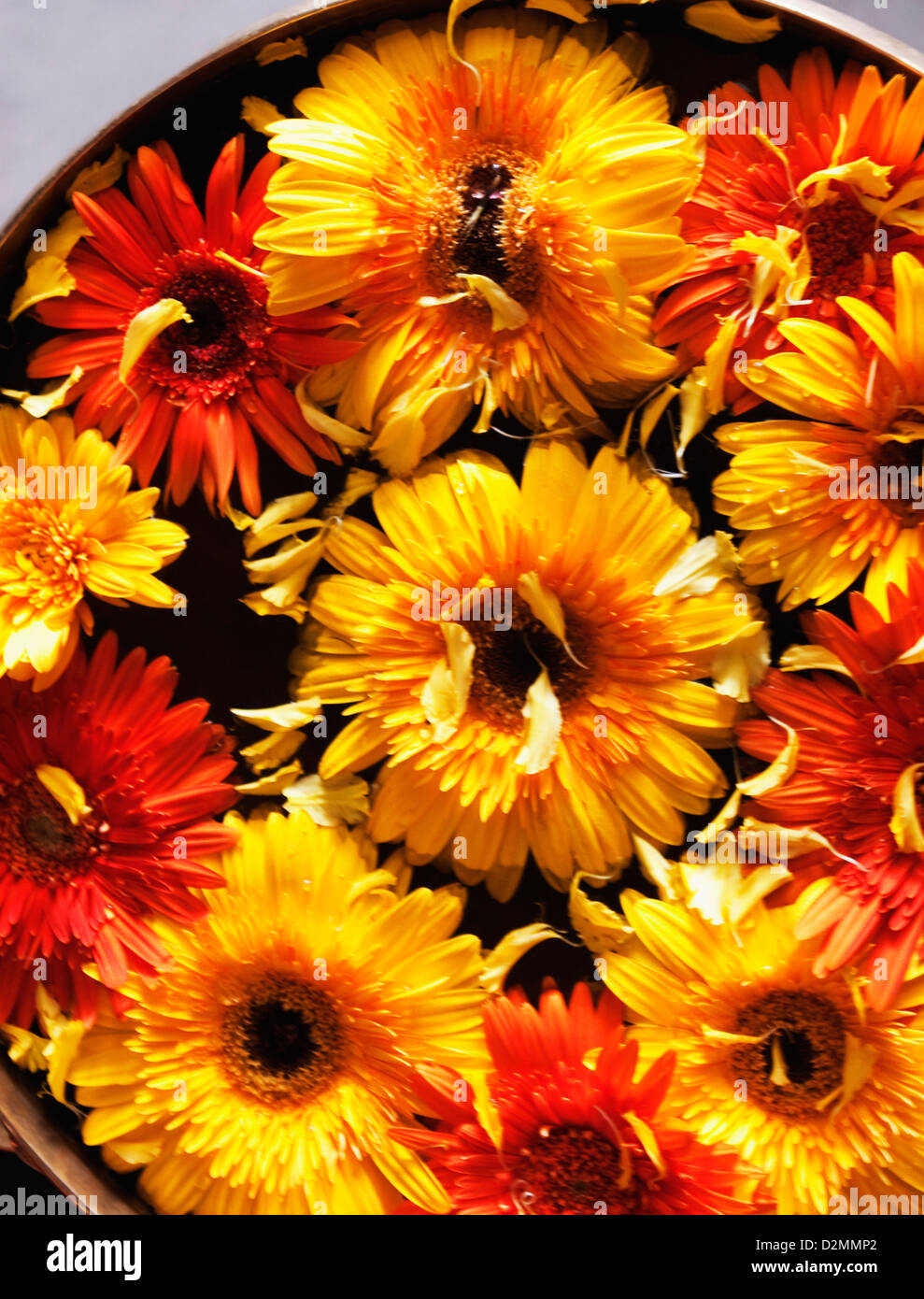 Close-up of Daisy flowers in a bowl, Mysore, Karnataka, India Stock Photo