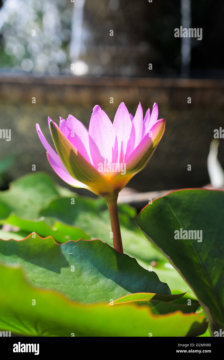 Pink Lotus in pot Stock Photo Alamy