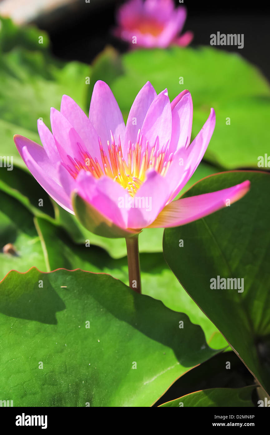 Pink Lotus in pot Stock Photo Alamy