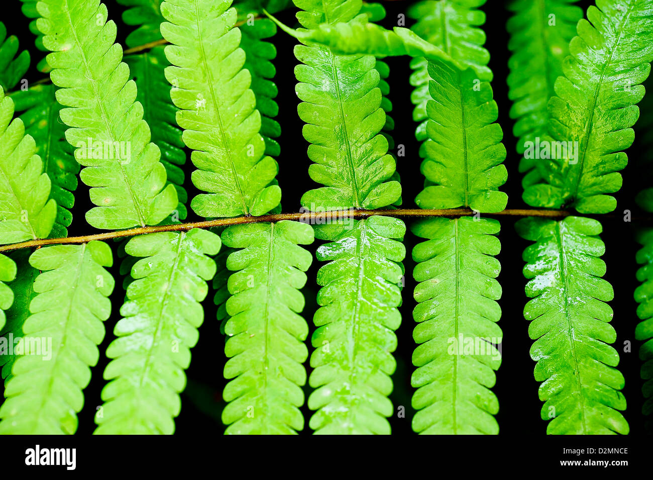 Fern flora hi-res stock photography and images - Alamy