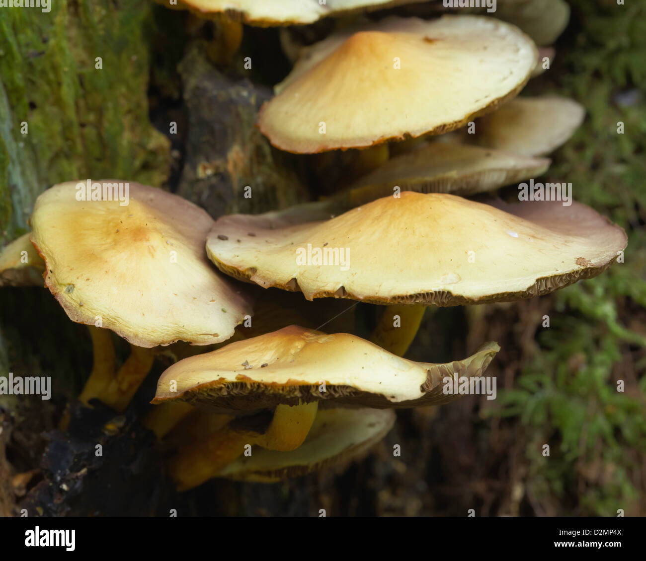Mushrooms growing on the side of a dead tree trunk Stock Photo Alamy