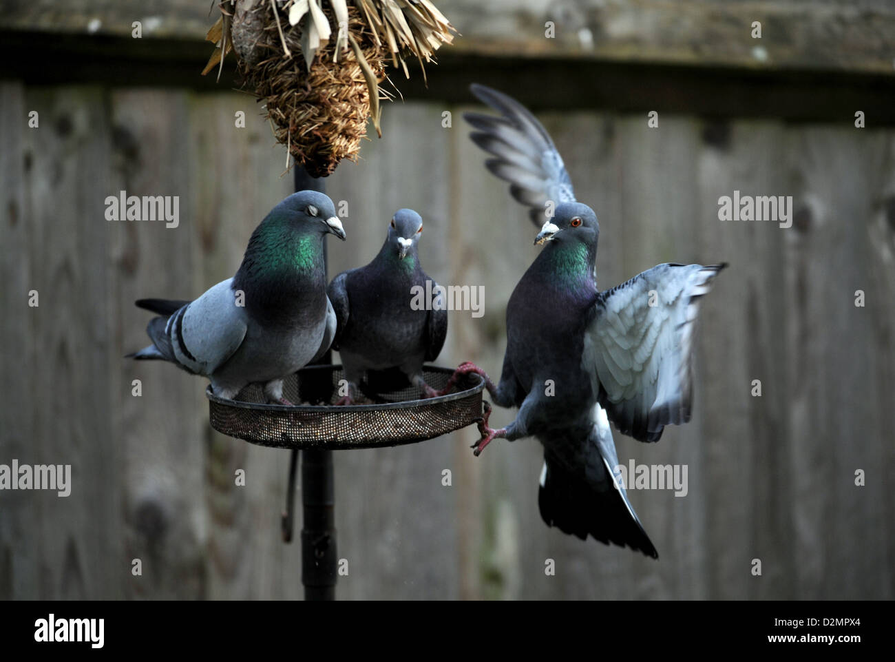 Feral Pigeons or Rock Doves Columba livia on a garden birdfeeder UK Stock Photo