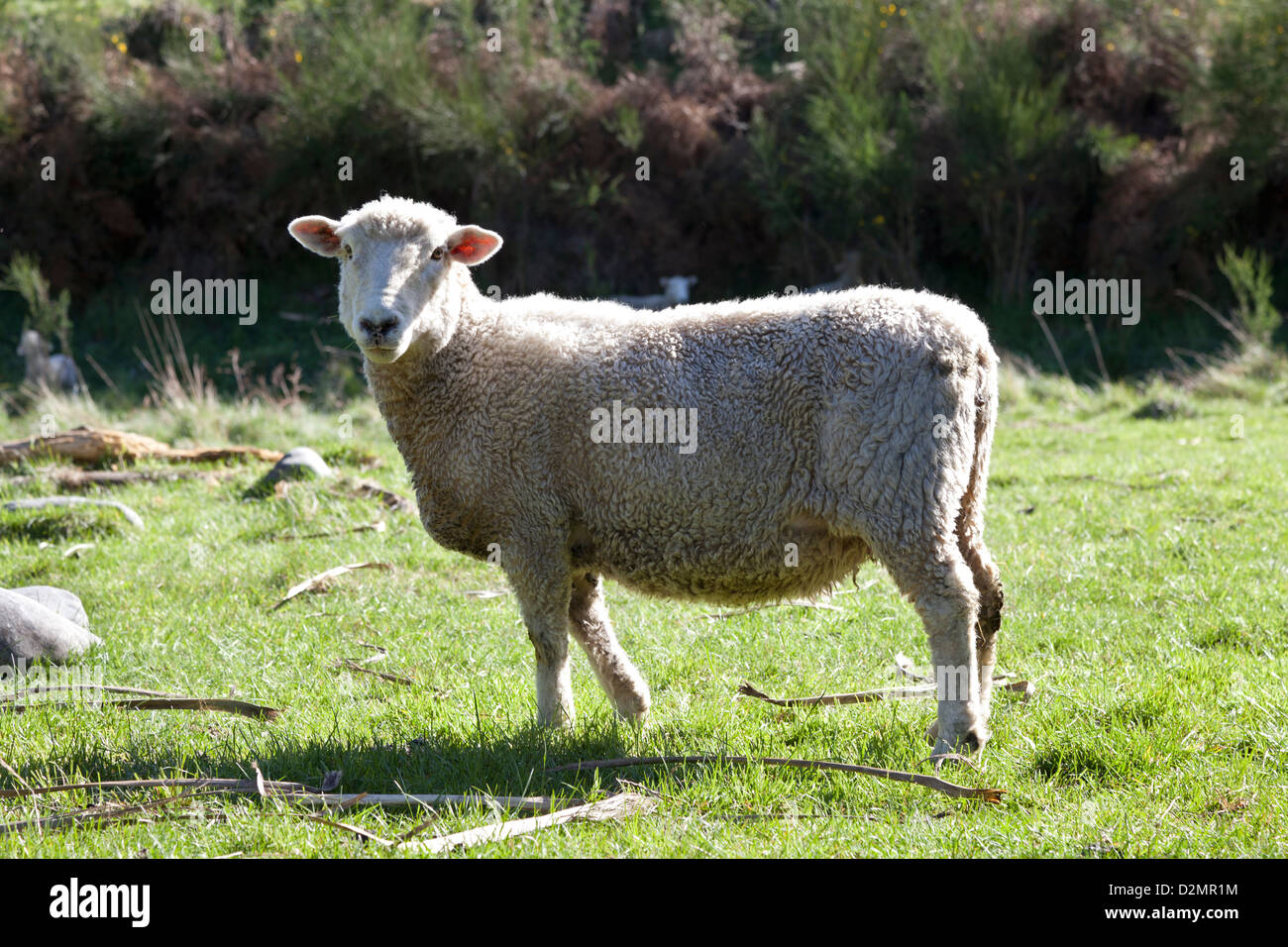 One single sheep in New Zealand Stock Photo