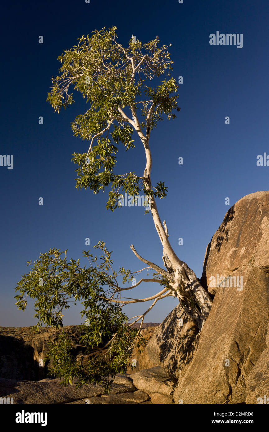 Old Namaqua fig tree (Ficus cordata) on cliff in the Augrabies Falls National Park, Northern Cape, South Africa Stock Photo
