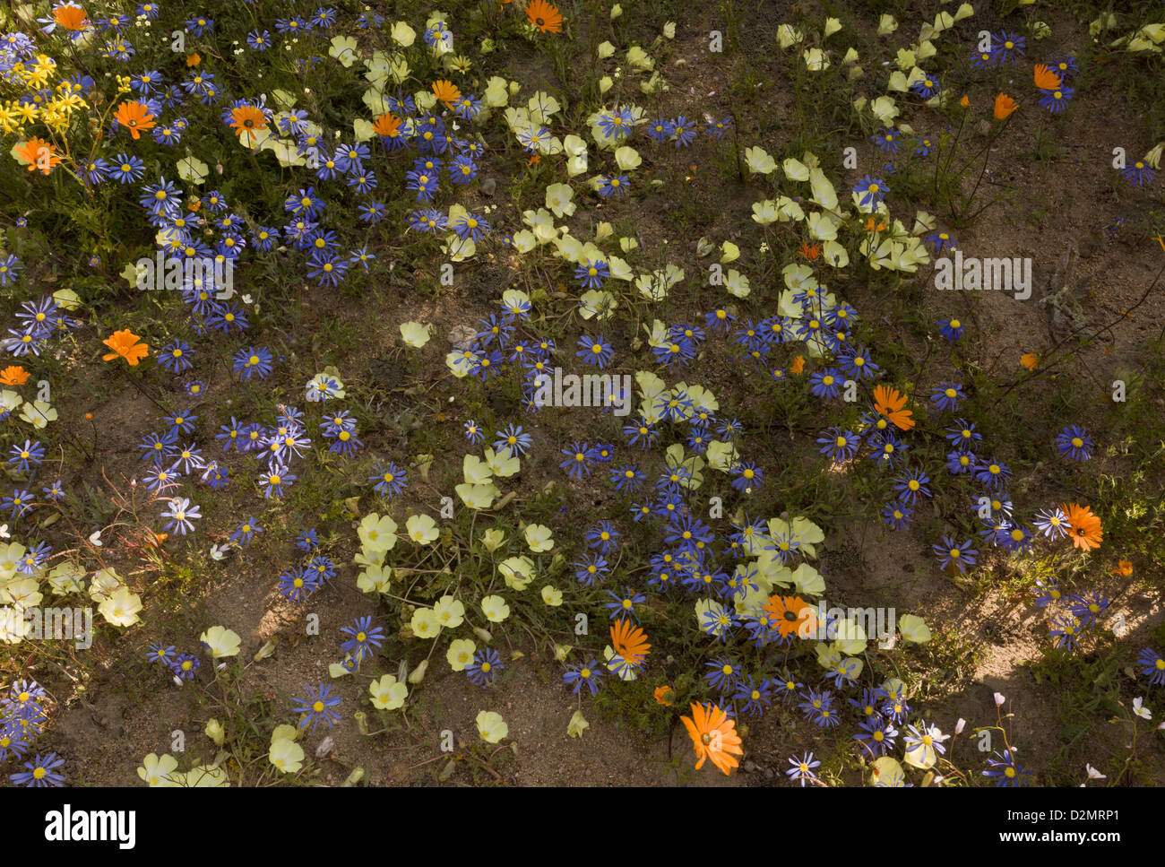 Mixed spring flowers, including blue Felicia and yellow Grielum humifusum in Skilpad Nature Reserve, Namaqualand, South Africa Stock Photo