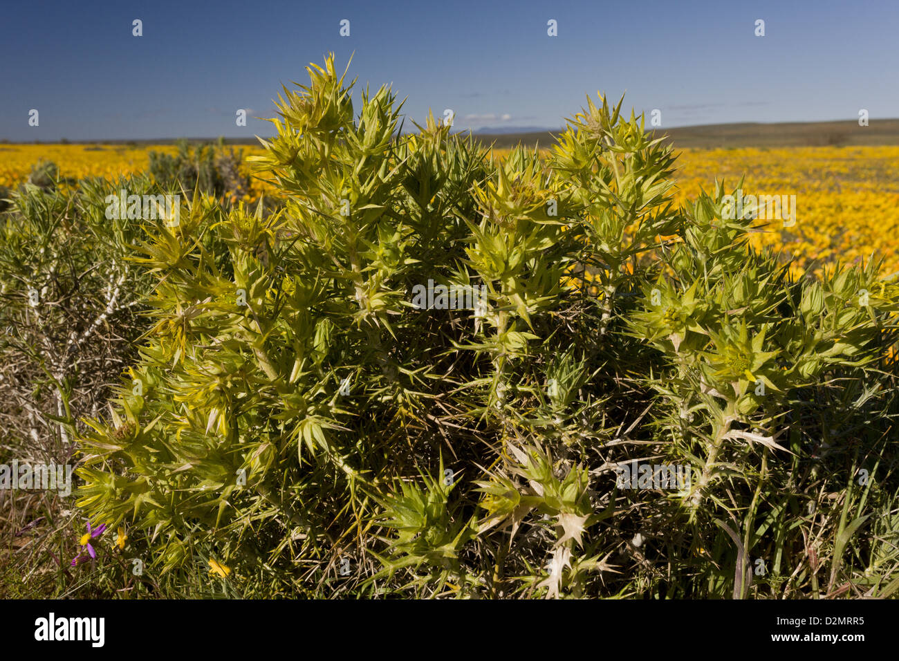 A shrubby composite, Heterorachis aculeata, in damp clay soil, near
