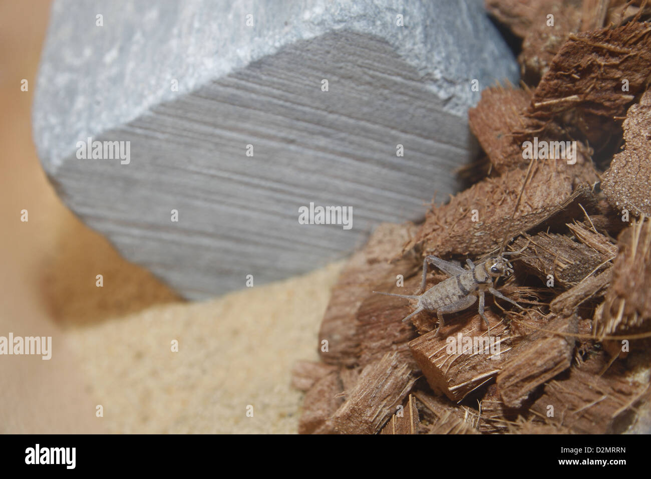 brown cricket on wood chips in vivarium Acheta domesticus Stock Photo