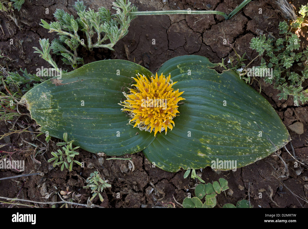 A low-growing bulb (Daubenya capensis) in damp clay soil, near Nieuwoudtville, Northern Cape, South Africa Stock Photo