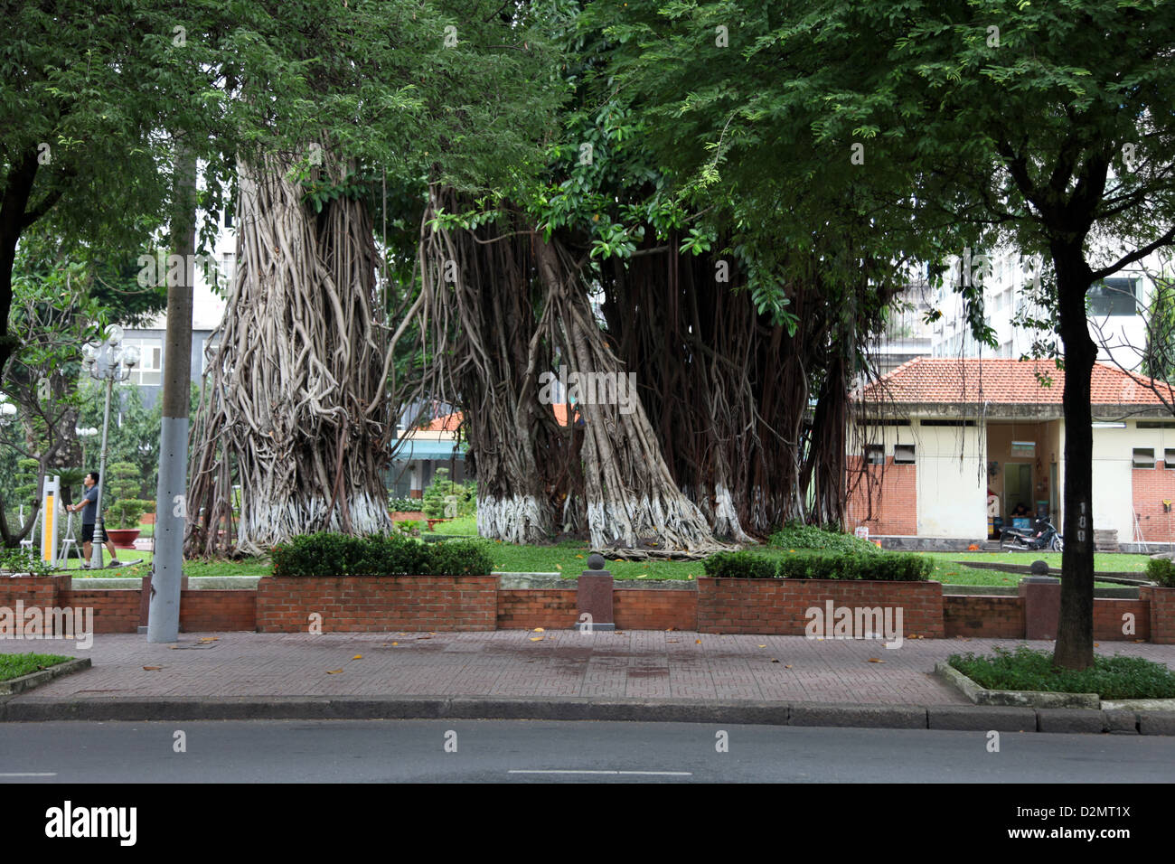 It's a photo of a Banian or Banyan Tree Root in a city of Saigon in Vietnam. It's in th streets we can see its roots Stock Photo