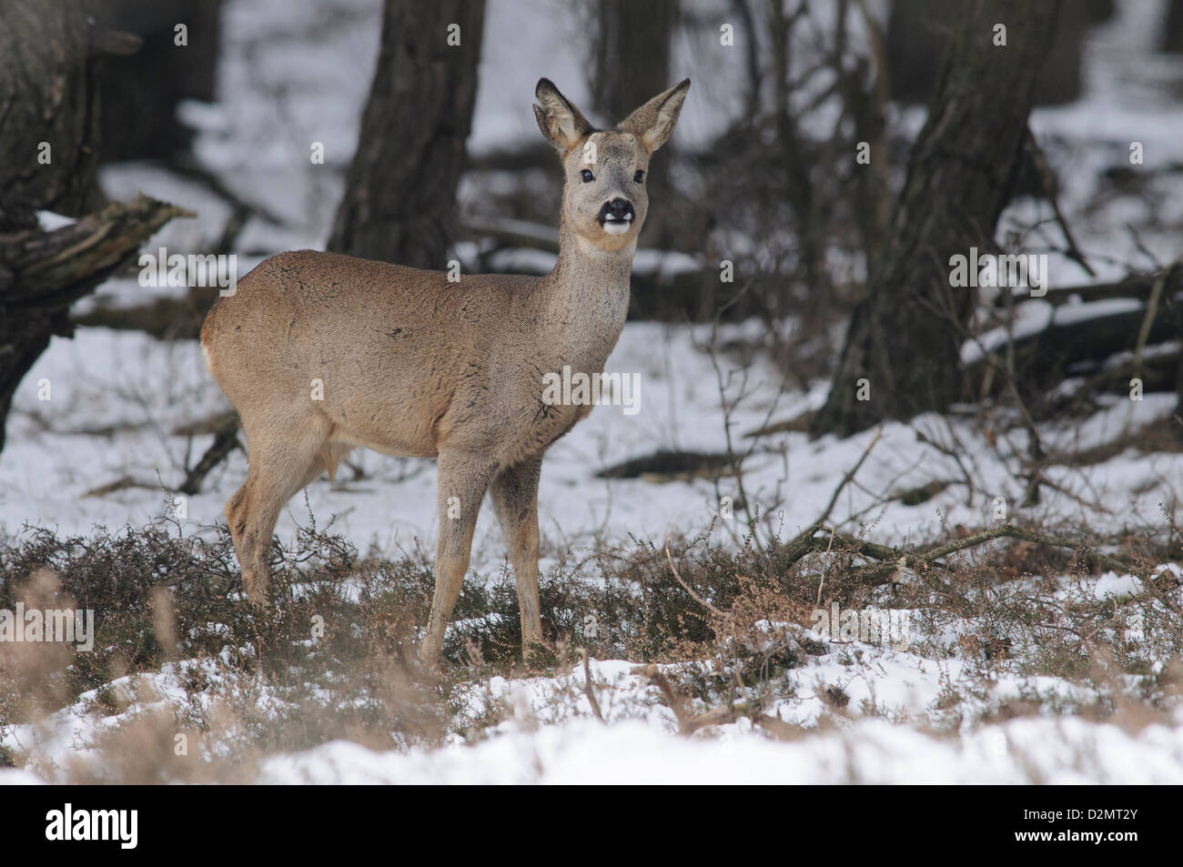 Roe deer in the snow Stock Photo - Alamy