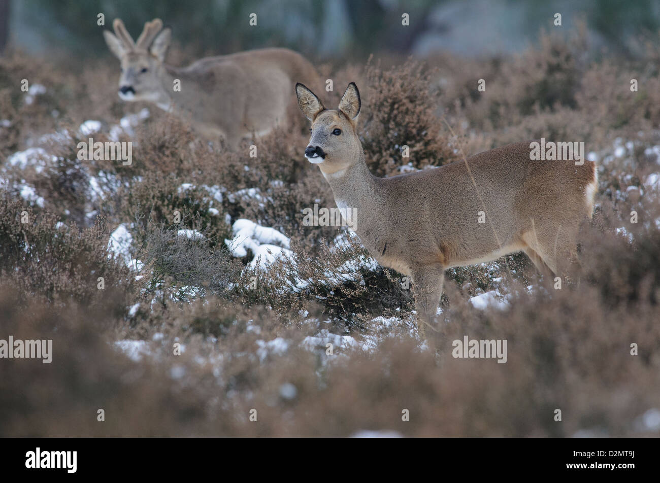 Roe deer in the snow Stock Photo - Alamy