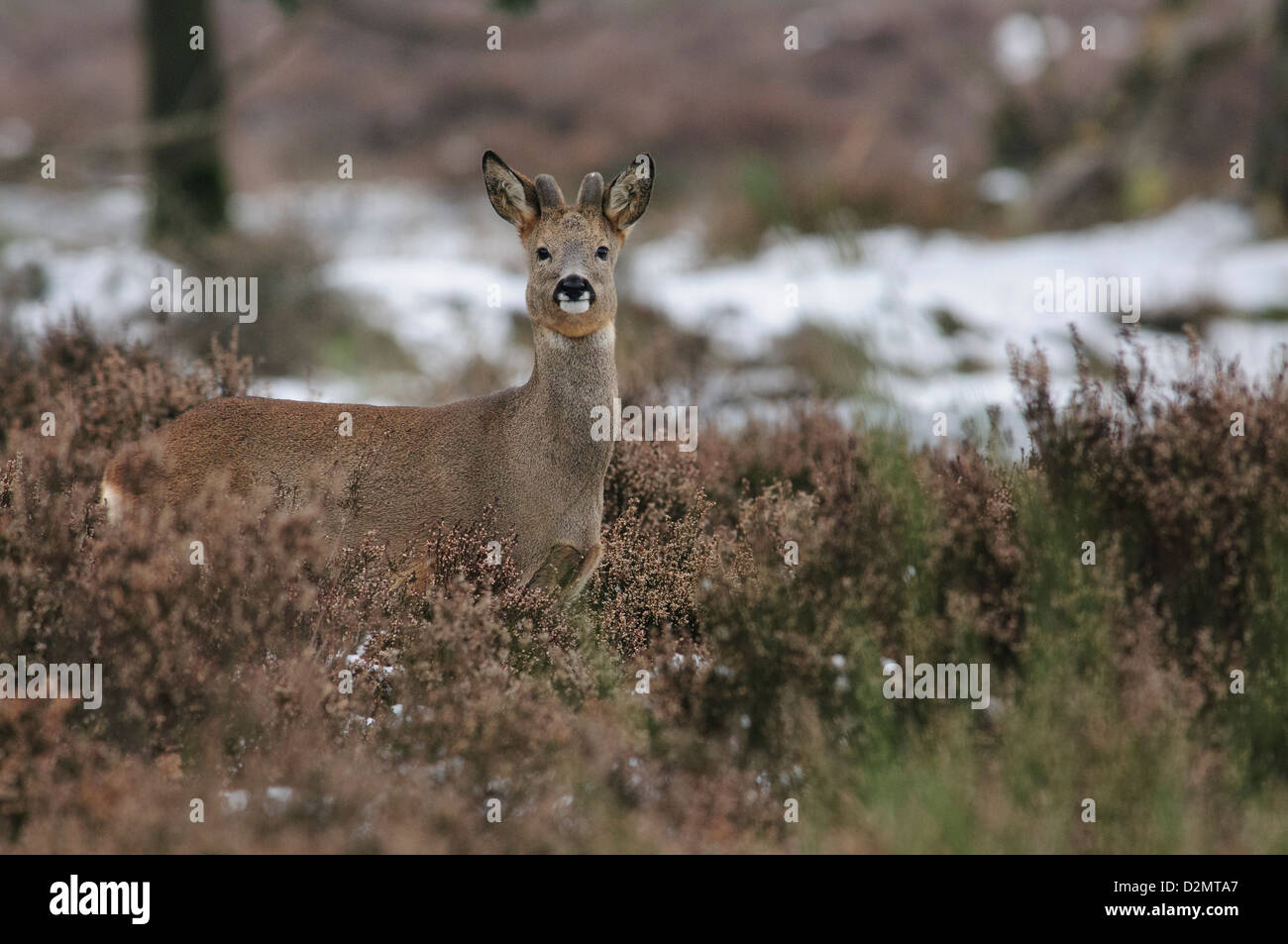 Roe deer in the snow Stock Photo - Alamy
