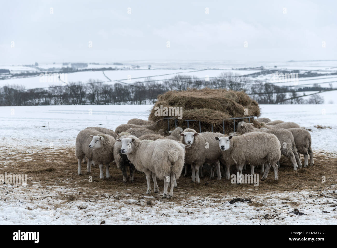 Sheep Gathered Round Bale Feeder In Snow Covered Fields Of
