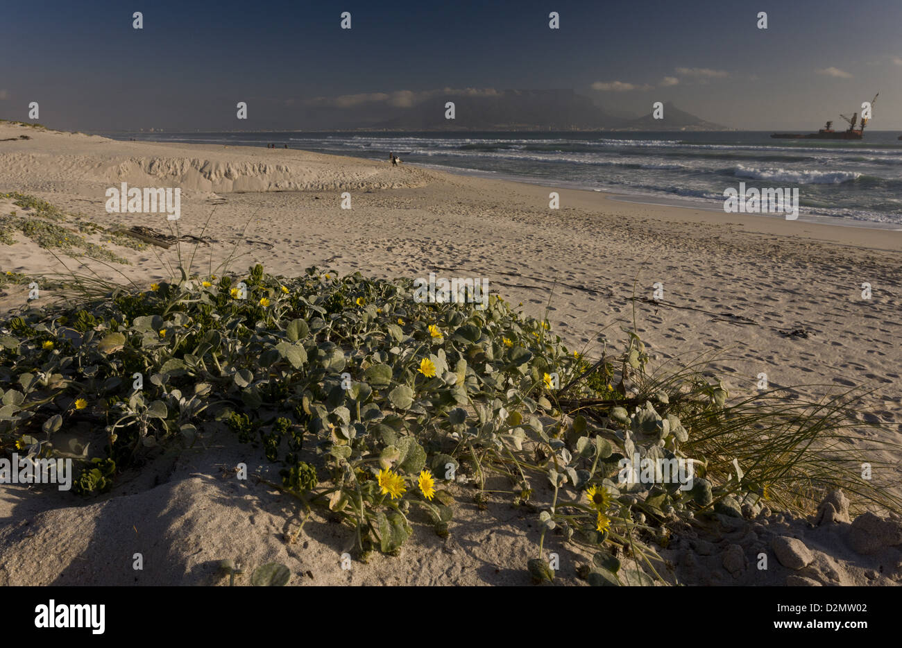 Beach daisy (Arctotheca populifolia) in flower on dunes at Cape Town, South Africa Stock Photo