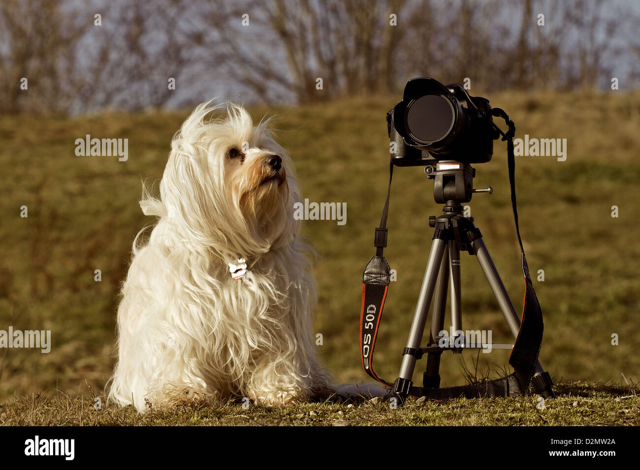 A Small Long Haired Dog Sits Next To A Camera And Tried To Watch