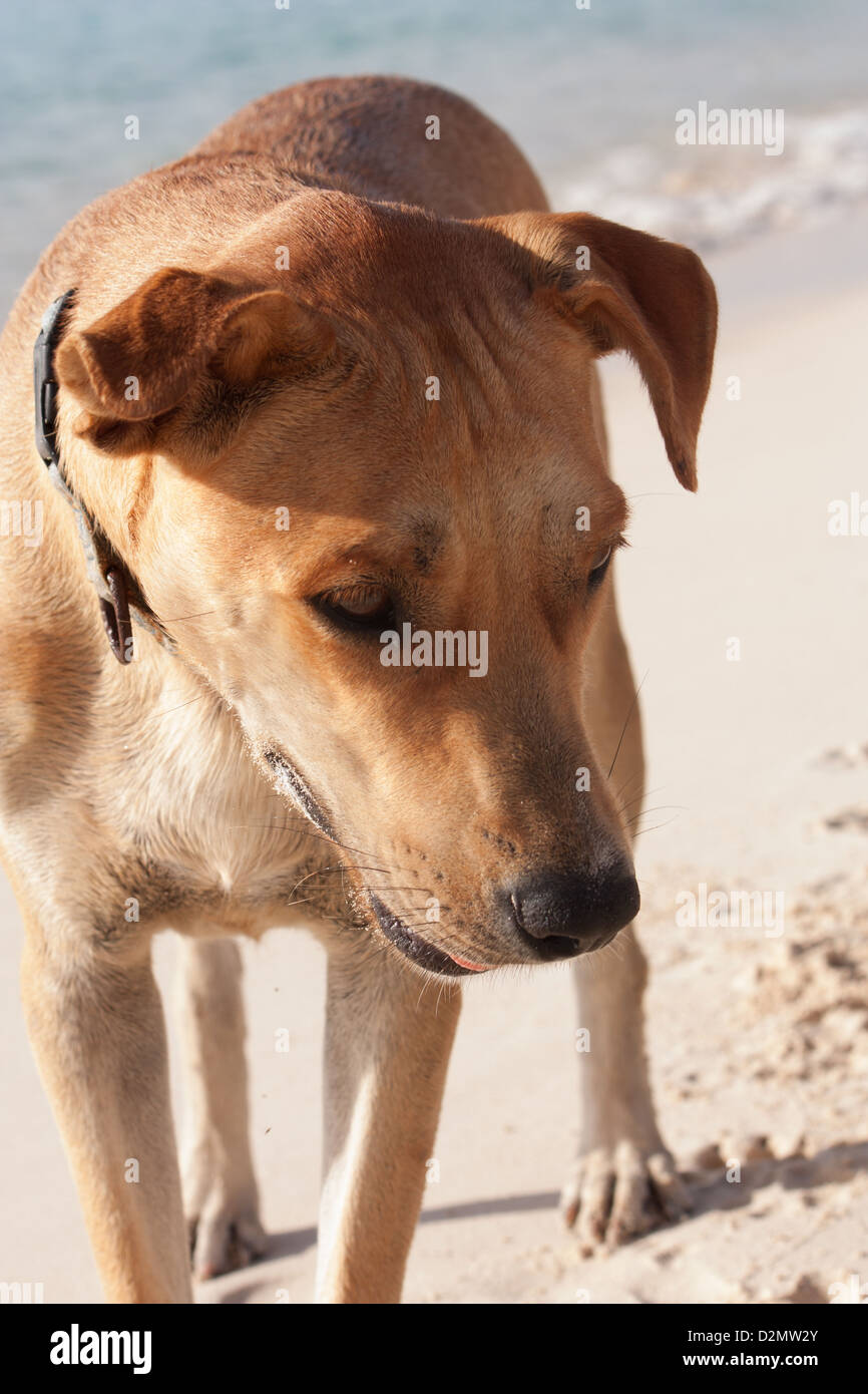 Sand Color Dog Sand collar hi-res stock photography and images - Alamy